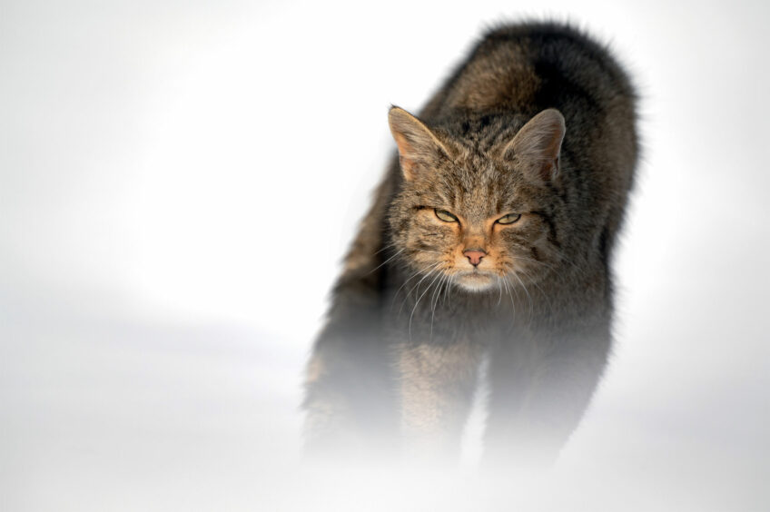 Joël brunet, le photographe à l'affût du chat sauvage