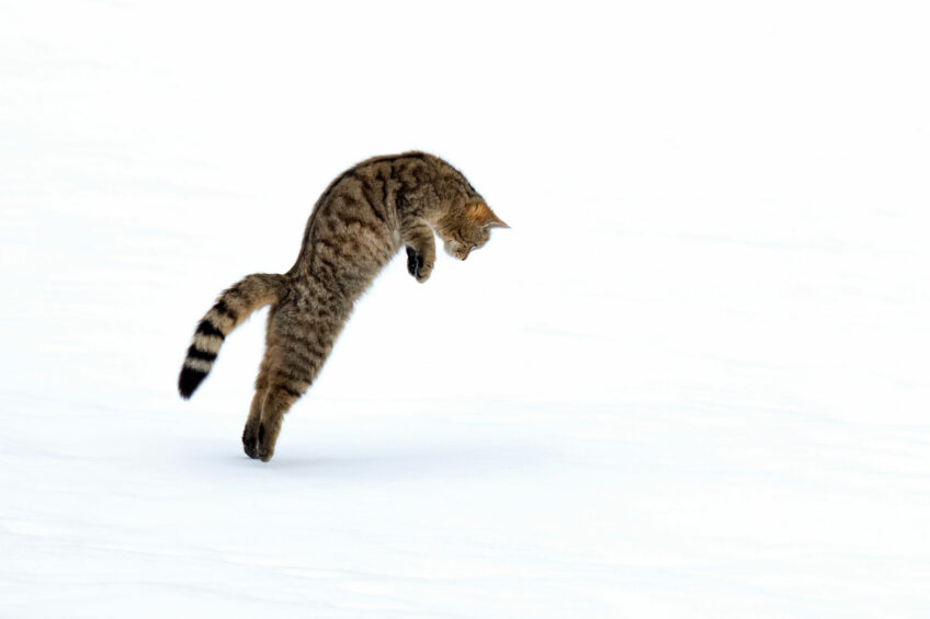 Chat sauvage en chasse Joël brunet, le photographe à l'affût du chat sauvage