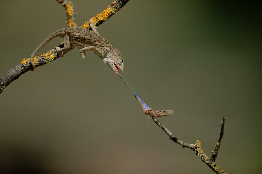 La langue protractile du spélerpès rappelle celle de ce caméléon commun, présent notamment en Espagne. Caméléon