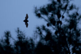 © Théo Tzélépoglou