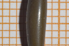 Œuf de magicienne dentelée