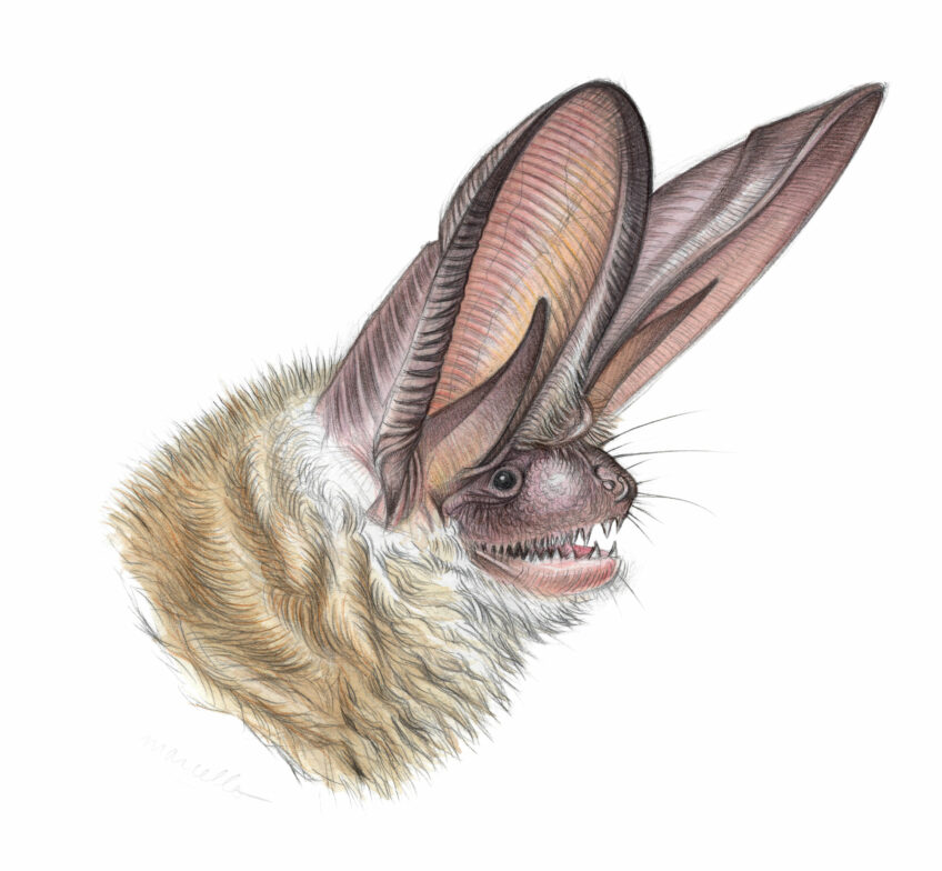 Oreillard roux, une chauve-souris à l'ouïe exceptionnelle - animal bizarre