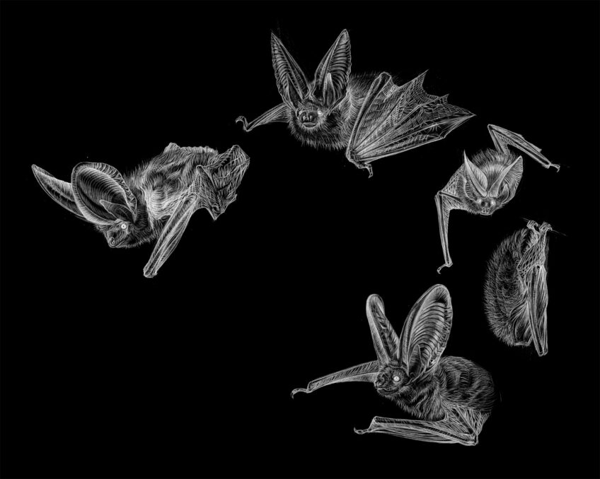 Oreillard roux, une chauve-souris à l'ouïe exceptionnelle - animal bizarre