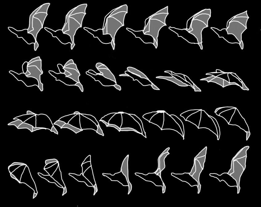 Oreillard roux, une chauve-souris à l'ouïe exceptionnelle - animal bizarre