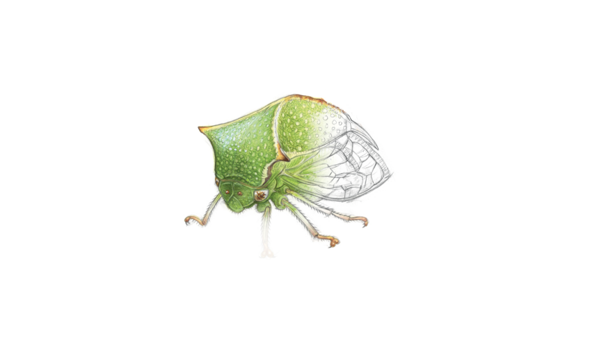 Membracide bison, un étonnant petit insecte - Animal bizarre