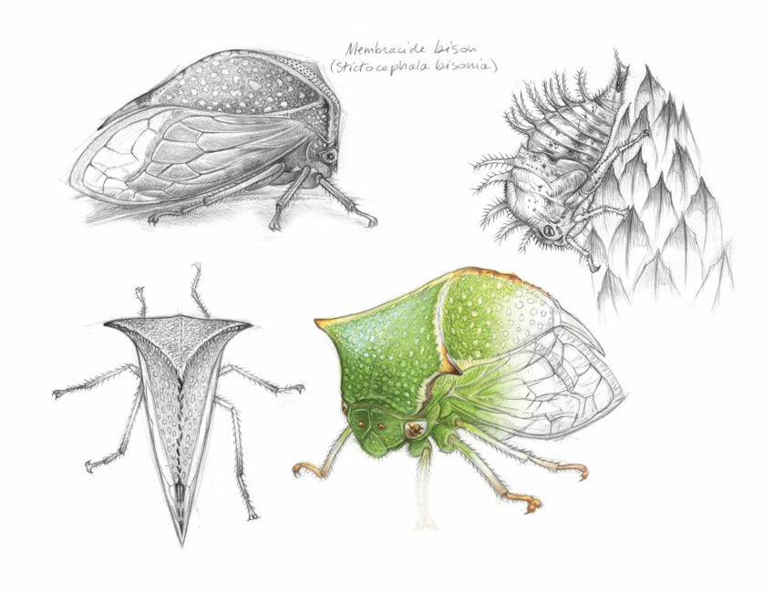 Membracide bison, un étonnant petit insecte - Animal bizarre
