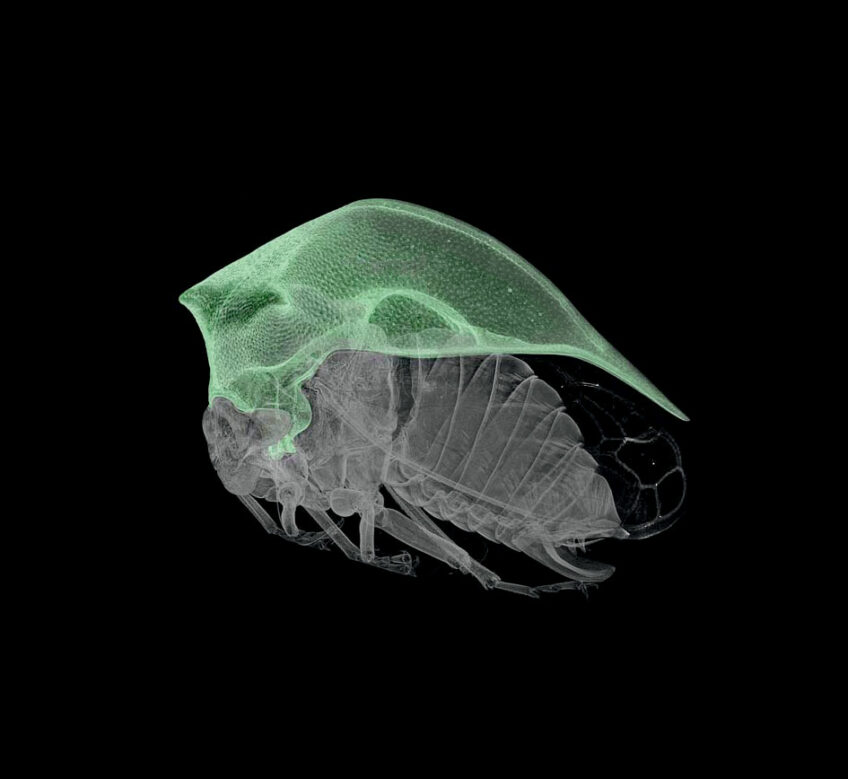 Membracide bison, un étonnant petit insecte - Animal bizarre