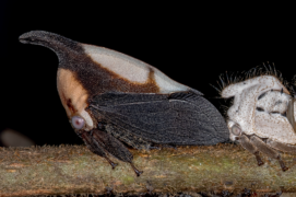 © Stock.adobe.com ,  Shutterstock