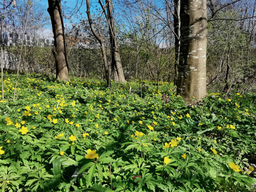 Pourquoi certaines fleurs poussent en tapis ?