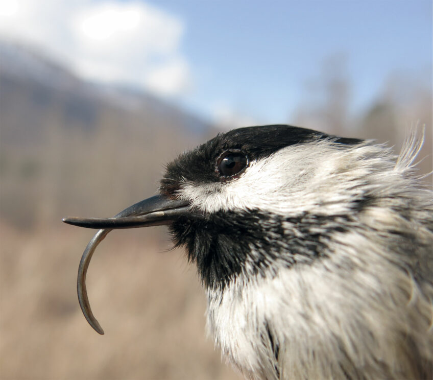 Mésange au bec malformé