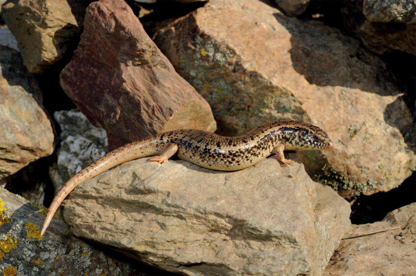 Seps strié, un lézard aux pattes minuscules - Animal bizarre
