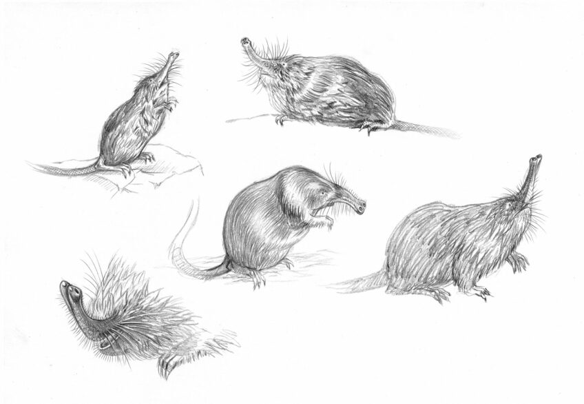 Desman des Pyrénées, un étrange mammifère