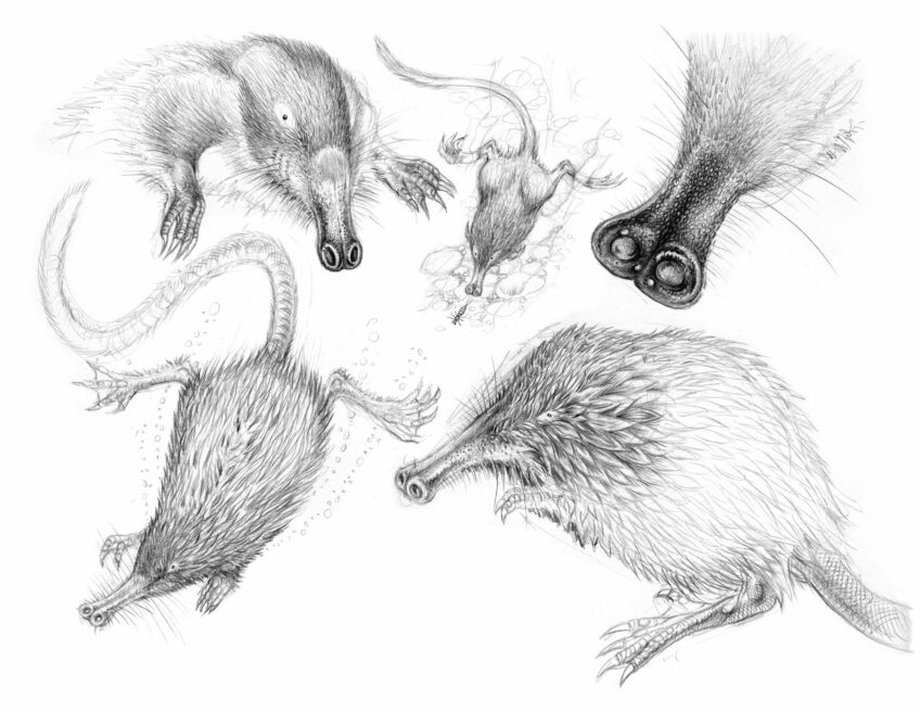 Desman des Pyrénées, un étrange mammifère