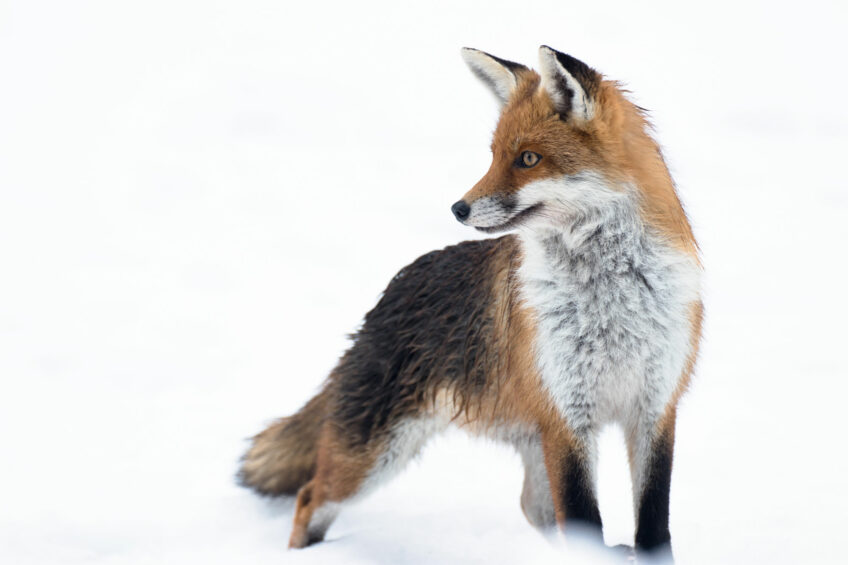 Renard roux Joël brunet, le photographe à l'affût du renard roux