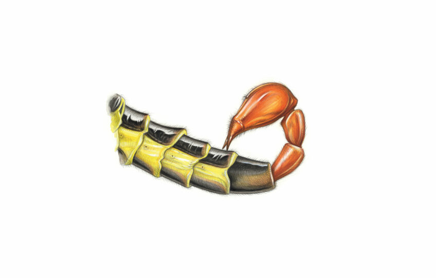 Panorpe, une surprenante mouche-scorpion - animal bizarre