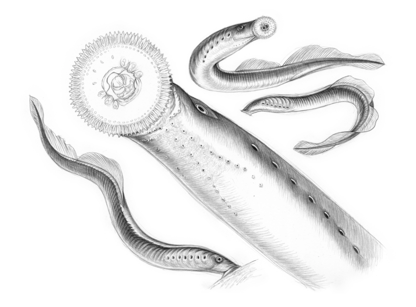 La lamproie de Planer est-elle un poisson ? Animal bizarre