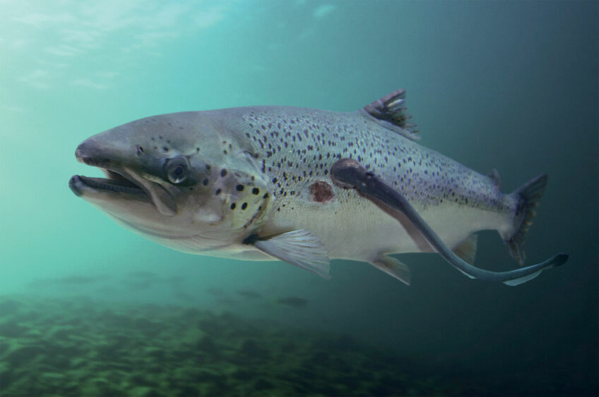 La lamproie est-elle un poisson ? Animal bizarre