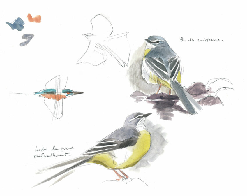 Dessin de bergeronnette et martin-pêcheur