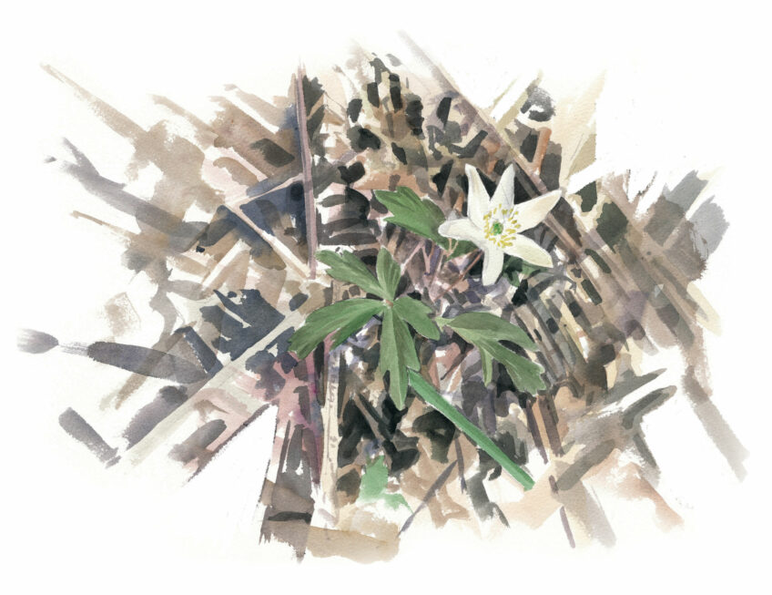 Dessine anémone sylvie