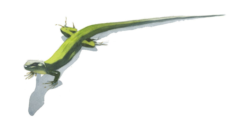 Lézard vert