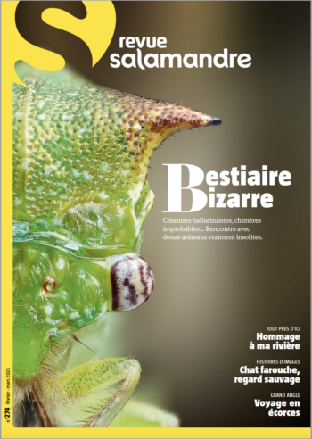 Salamandre bestiaire bizare 274