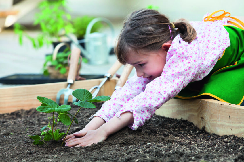 Fillette plantant un plant de Fraisier dans un carré potager ; Age : 7 ans projet nature