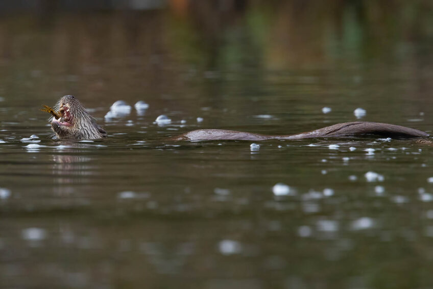 Pêche fructueuse Loutre - Pêche fructueuse