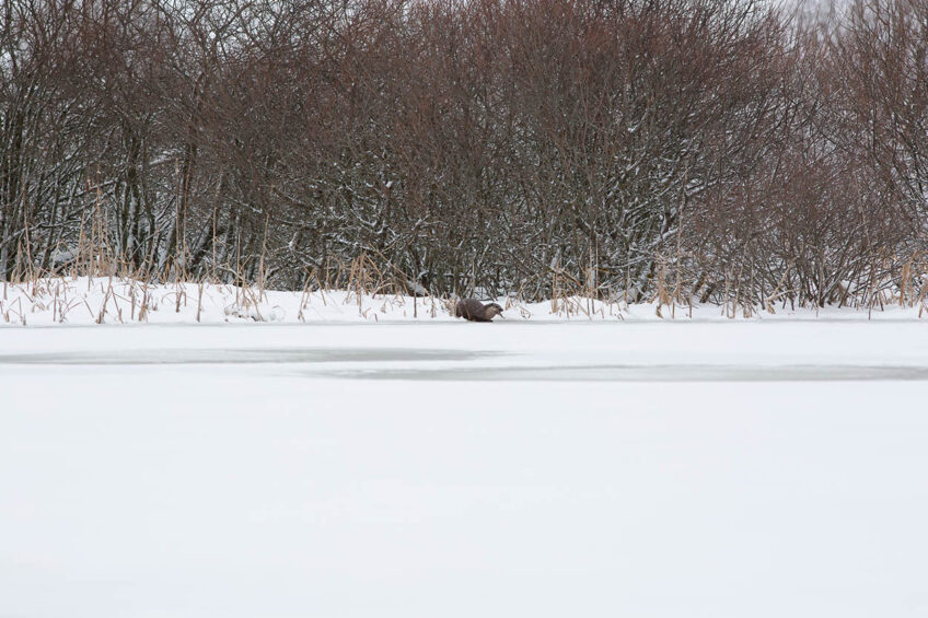 Tranquille, la loutre reste néanmoins à couvert Loutre - Tranquille, la loutre reste néanmoins à couvert