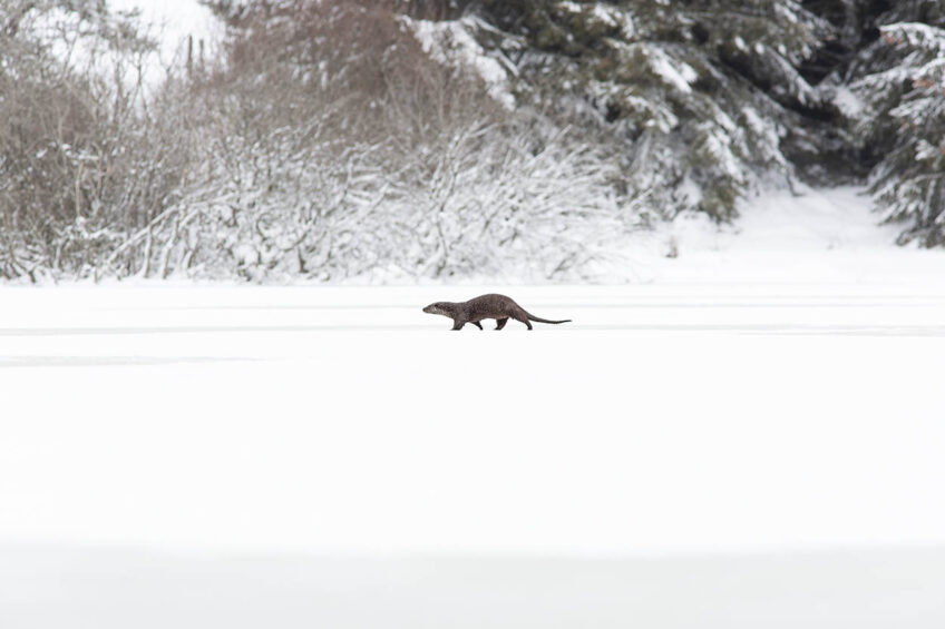 Une loutre en plein jour sur un lac gelé.
Auvergne-Rhône-Alpes, 1 300 m, le 30 décembre 2019 à 14 h 00. Une loutre en plein jour sur un lac gelé. Auvergne-Rhône-Alpes, 1 300 m, le 30 décembre 2019 à 14 h 00.