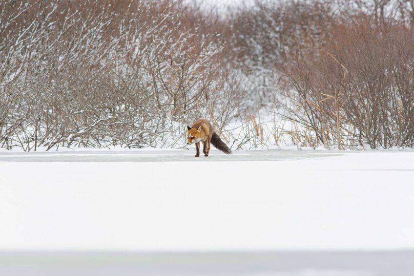 Un renard en chasse, attiré par la présence du mustélidé Un renard en chasse, attiré par la présence du mustélidé