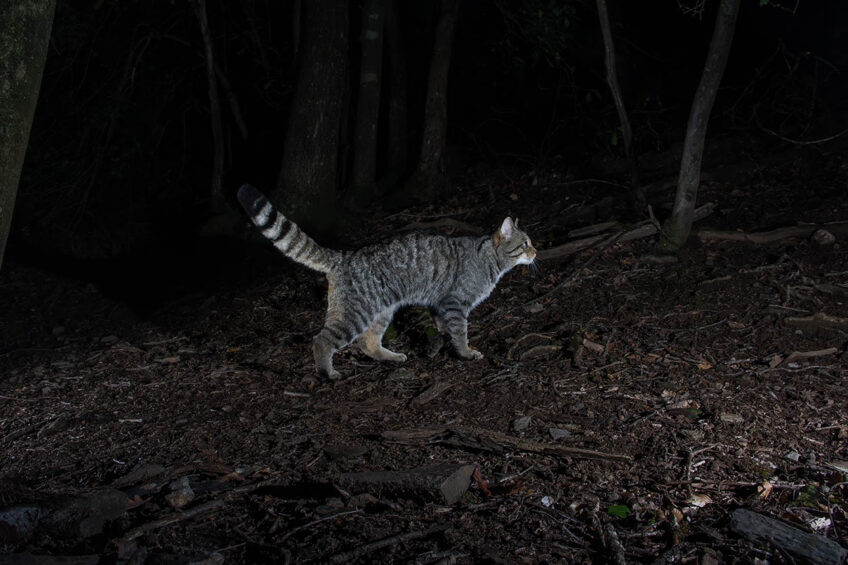 Chat sauvage / chat forestier