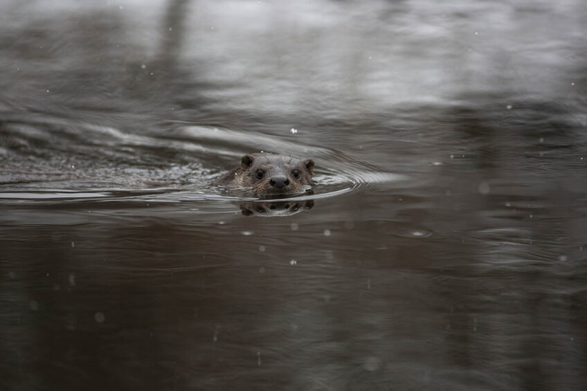 Loutre - Échange de regards sous les flocons