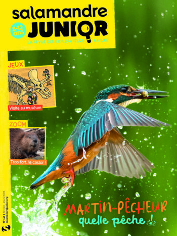 Salamandre Junior n°146