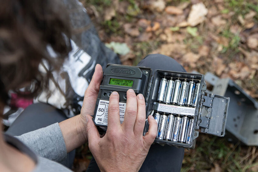Chat sauvage / chat forestier