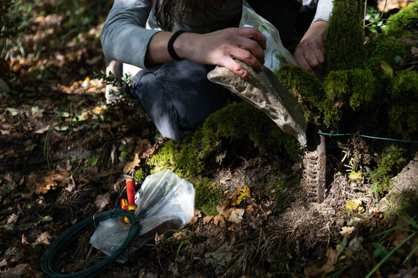 Chat sauvage / chat forestier