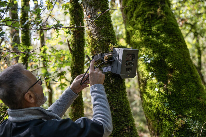 Piège photos : Chat sauvage / chat forestier