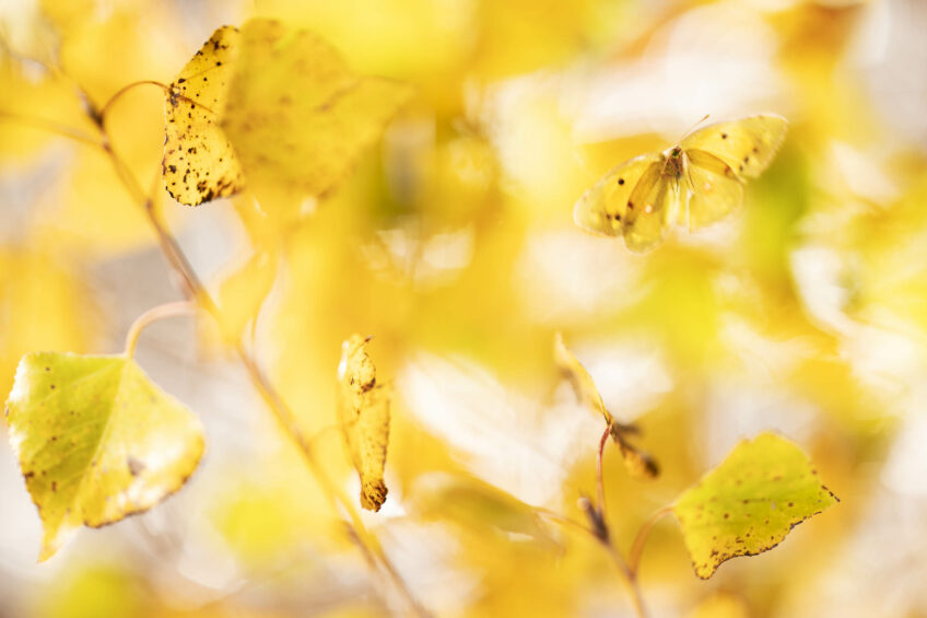 Souci en vol en automne dans un peuplier. Souci en vol en automne dans un peuplier.
