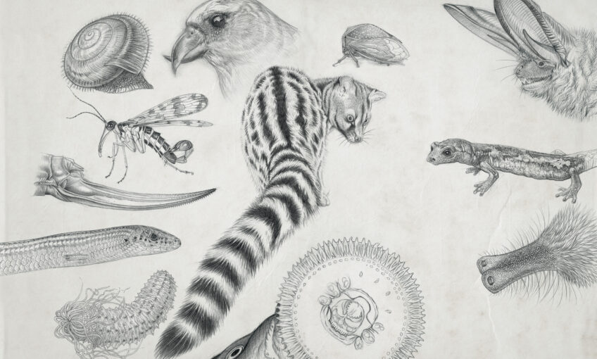 animaux bizarre