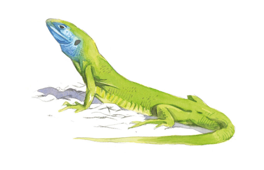 Lézard vert