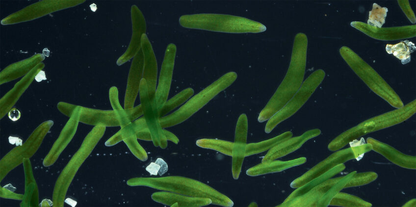 Ver de Roscoff - Symbiose, quand des organismes s'associent pour se nourrir