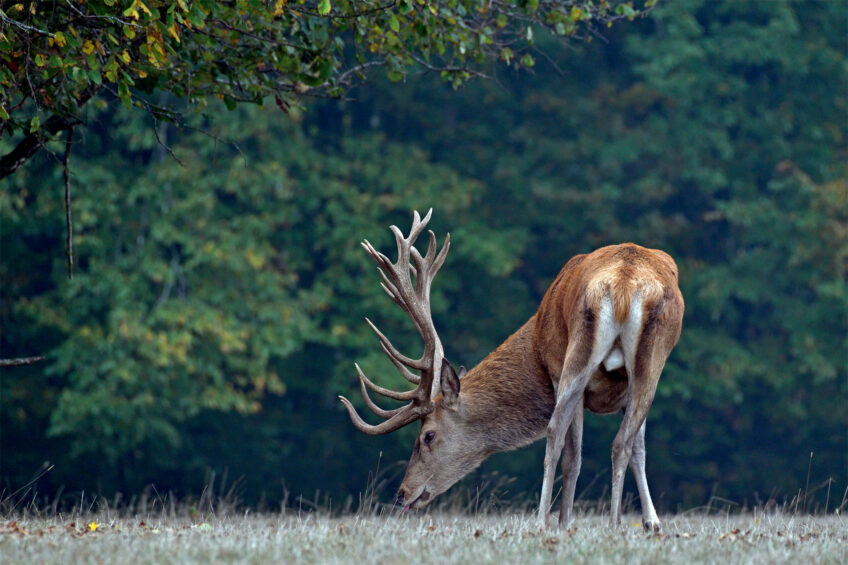 Cerf - Symbiose, quand des organismes s'associent pour se nourrir