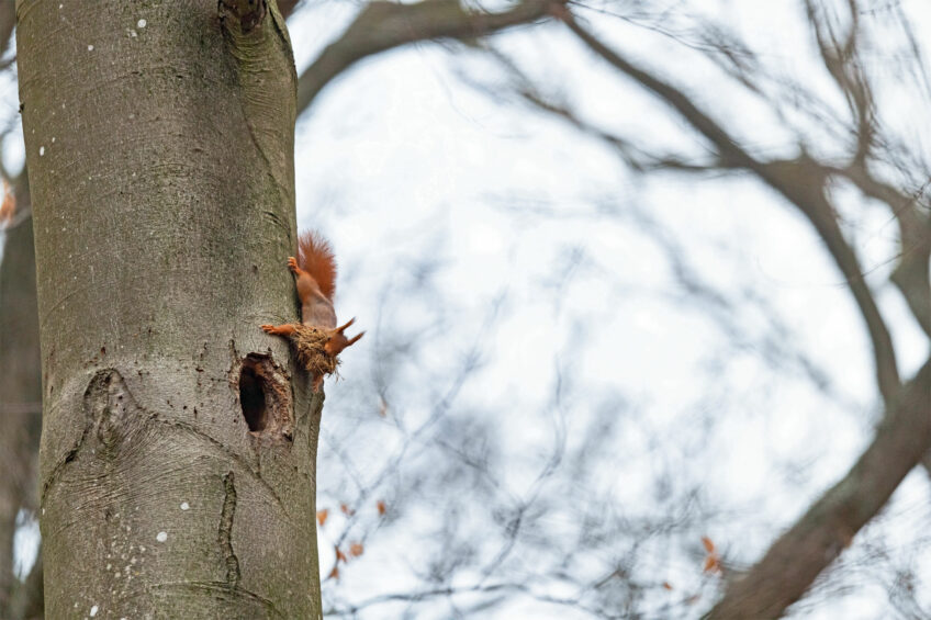Ecureuil roux apportant de l’herbe sèche au nid Ecureuil roux - Les visiteurs d'une loge de pic photographiés par Dominique Artis