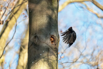 Ecureuil roux et pic noir
Forêt de Meudon, le 6 mars 2021 à 09 h 56. Ecureuil roux et pic noir
Forêt de Meudon, le 6 mars 2021 à 09 h 56.