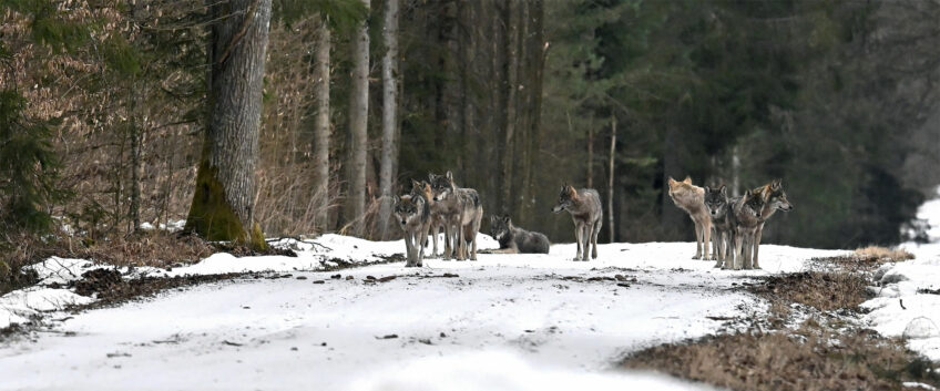 Loups gris - Coopération, ces animaux s'allient pour chasser ou se protéger des prédateurs