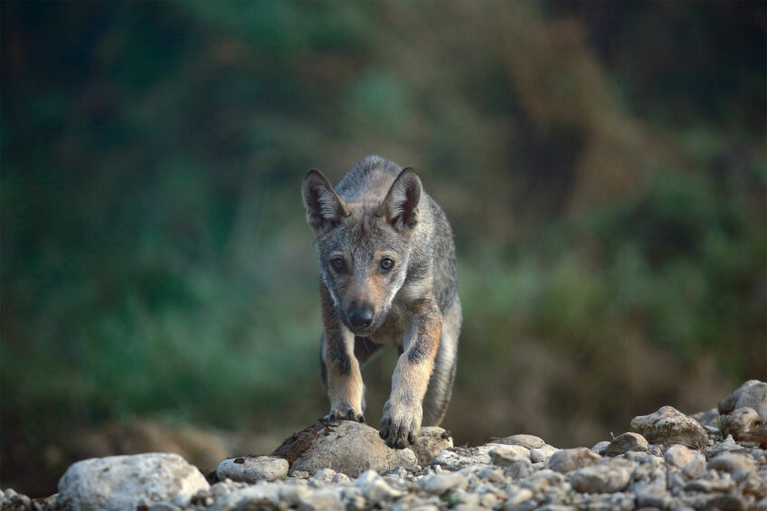 Louveteau - Coopération, ces animaux s'allient pour chasser ou se protéger des prédateurs
