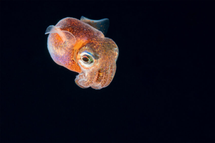 Calamar - Coopération, ces animaux s'allient pour chasser ou se protéger des prédateurs