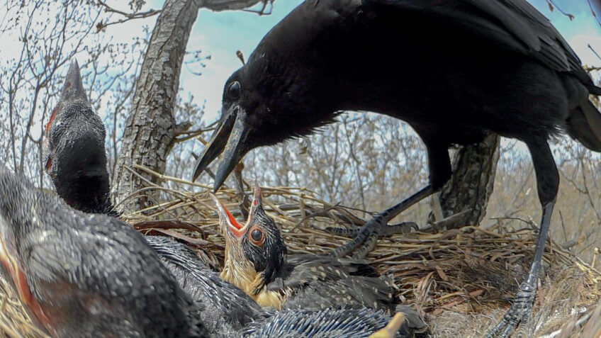 Corneille qui nourrit un poussin coucou geai - Coopération, ces animaux s'allient pour chasser ou se protéger des prédateurs