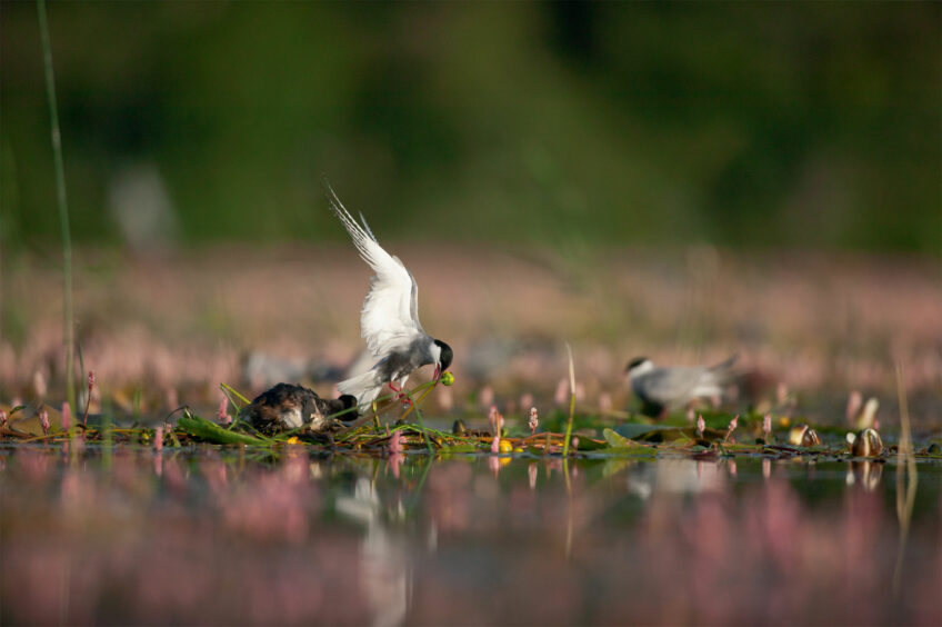 Guifette moustac et grèbe à cou noir - Coopération, ces animaux s'allient pour chasser ou se protéger des prédateurs