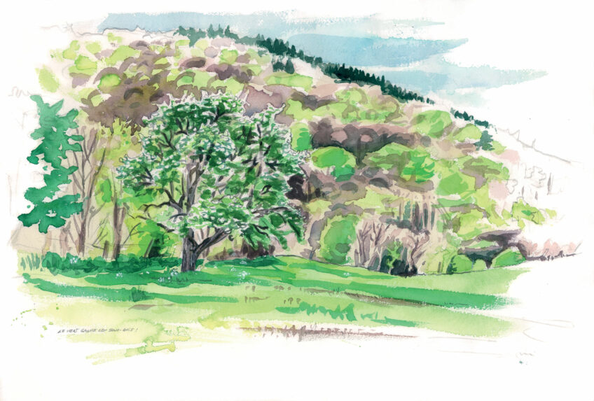 Morille, un champignon difficile à trouver