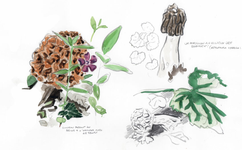 Morille, un champignon difficile à trouver